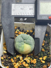Load image into Gallery viewer, Lophophora peyote Variegated
