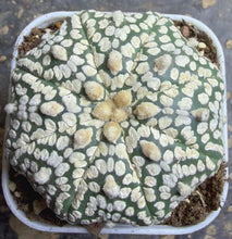 Load image into Gallery viewer, Astrophytum asterias （Starfish）
