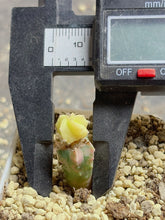 Load image into Gallery viewer, Astrophytum myriostigma variegated
