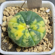 Load image into Gallery viewer, Astrophytum asterias Variegated
