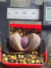 Load image into Gallery viewer, Pleiospilos nelii
