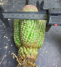 Load image into Gallery viewer, Echinocereus rigidissimus var.
