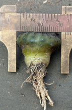 Load image into Gallery viewer, Frailea asterioides
