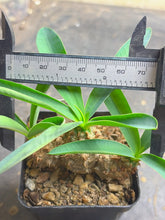 Load image into Gallery viewer, Euphorbia parvimedusae
