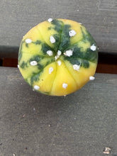 Load image into Gallery viewer, Astrophytum asterias Variegated
