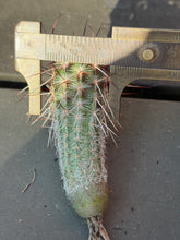 Load image into Gallery viewer, Echinocereus engelmannii
