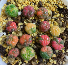 Load image into Gallery viewer, Astrophytum asterias Variegated
