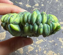 Load image into Gallery viewer, myrtillocactus geometrizans cristata  variegated
