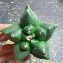 Load image into Gallery viewer, Astrophytum myriostigma 'Kikko'
