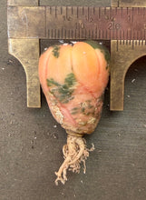 Load image into Gallery viewer, Astrophytum asterias Variegated
