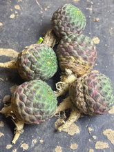 Load image into Gallery viewer, Rebutia rauschii
