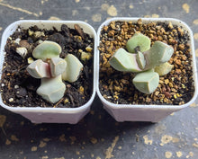 Load image into Gallery viewer, Lithops margaretae（each）
