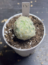 Load image into Gallery viewer, Mammillaria plumosa
