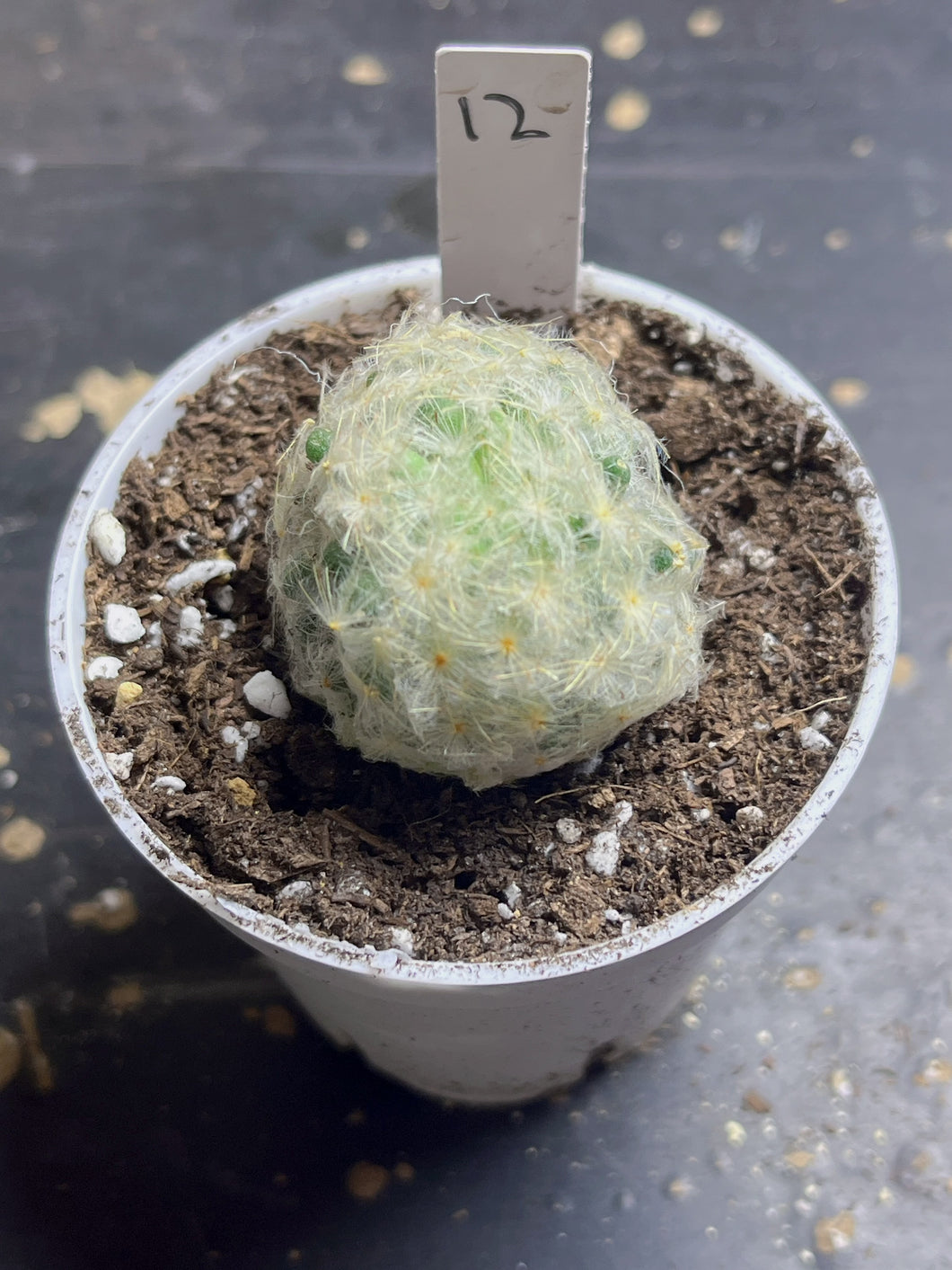 Mammillaria plumosa