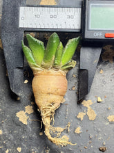 Load image into Gallery viewer, Ariocarpus fissuratus var. hintonii
