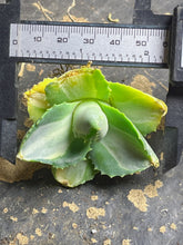 Load image into Gallery viewer, Agave 'Ohi Raijin'
