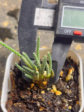 Load image into Gallery viewer, Anacampseros quinaria
