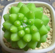Load image into Gallery viewer, Mammillaria polythele
