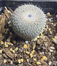 Load image into Gallery viewer, Epithelantha micromeris ssp. unguispina

