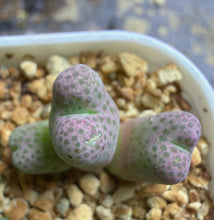 Load image into Gallery viewer, Conophytum marginatum ssp.
