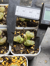 Load image into Gallery viewer, Conophytum Friedrichiae
