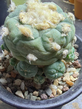 Load image into Gallery viewer, Lophophora peyote
