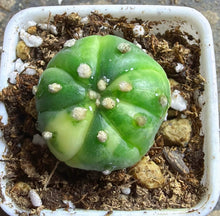 Load image into Gallery viewer, Astrophytum asterias Variegated
