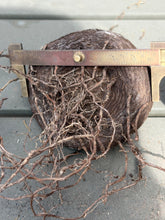 Load image into Gallery viewer, Dioscorea elephantipes
