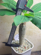 Load image into Gallery viewer, Euphorbia ankarensis
