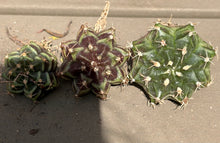 Load image into Gallery viewer, Gymnocalycium Friedrichii
