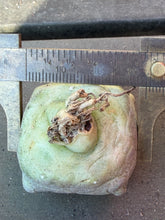 Load image into Gallery viewer, Pseudolithos cubiformis
