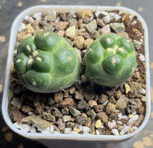 Load image into Gallery viewer, CORYPHANTHA ELEPHANTIDENS CV. INERMIS
