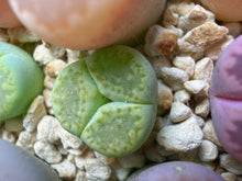 Load image into Gallery viewer, Lithops lesliei, Tri-Lobed Mercedes Offset Rare Living Stone
