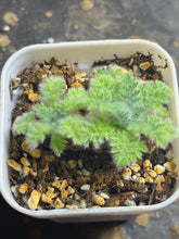 Load image into Gallery viewer, Pelargonium Triste
