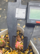 Load image into Gallery viewer, Astrophytum myriostigma variegated
