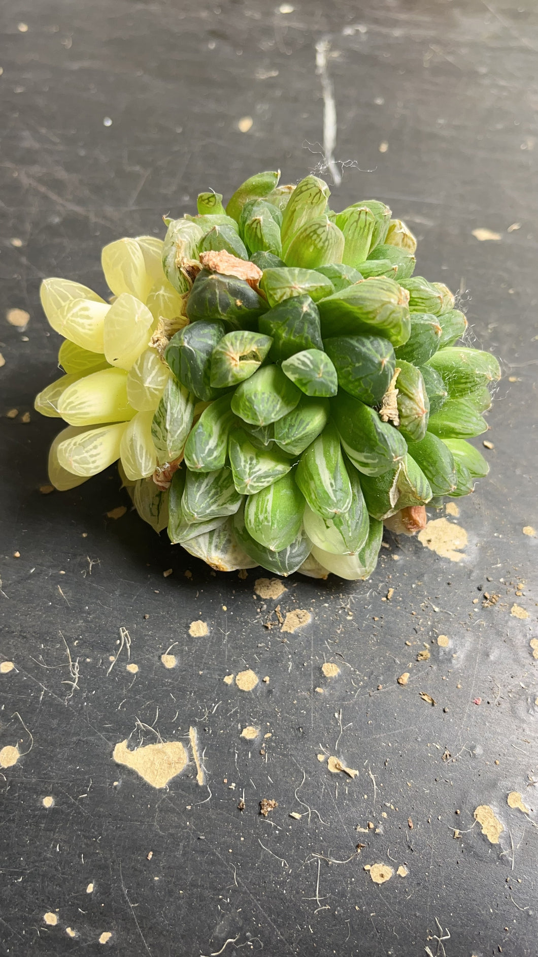 HAWORTHIA OBTUSA 'MARIN' VARIEGATED