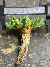 Load image into Gallery viewer, Euphorbia brevirama
