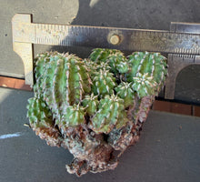 Load image into Gallery viewer, Euphorbia sepulta

