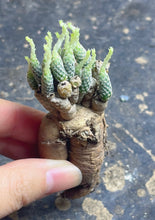 Load image into Gallery viewer, Turbinicarpus pseudomacrochele subsp. minimus
