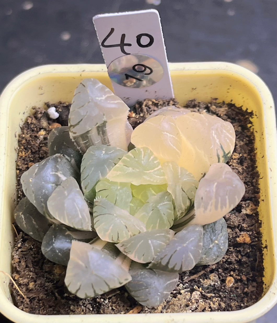 Haworthia variegated