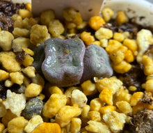 Load image into Gallery viewer, Conophytum cubicum （3‑heads)
