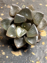 Load image into Gallery viewer, Haworthia Crystal Ball
