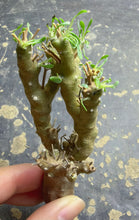 Load image into Gallery viewer, Othonna euphorbioide
