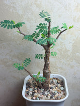 Load image into Gallery viewer, Senna meridionalis
