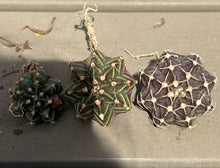 Load image into Gallery viewer, Gymnocalycium Friedrichii
