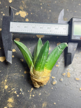 Load image into Gallery viewer, Ariocarpus retusus
