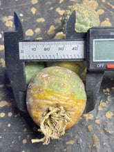 Load image into Gallery viewer, Tephrocactus geometricus
