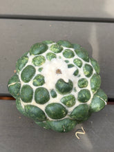 Load image into Gallery viewer, CORYPHANTHA ELEPHANTIDENS CV. INERMIS
