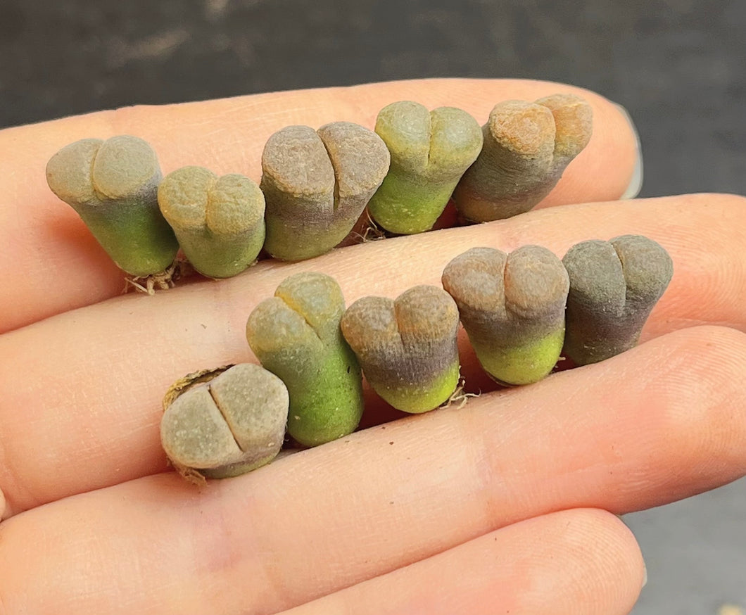 Conophytum Friedrichiae （A set)