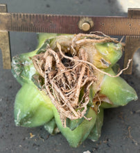 Load image into Gallery viewer, Ariocarpus fissuratus
